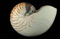 藏品(印尼鸚鵡螺)的圖片